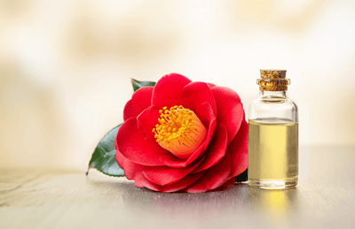 Hydrate, Protect, Replenish: The benefits of Japanese Camellia Oil